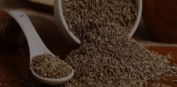 cumin seed exporter