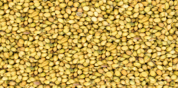 whole coriander seed